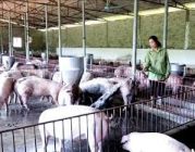 Điều kiện để xin giấy phép kinh doanh trang trại tại Phù Ninh