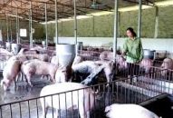 Điều kiện để xin giấy phép kinh doanh trang trại tại Yên Lập